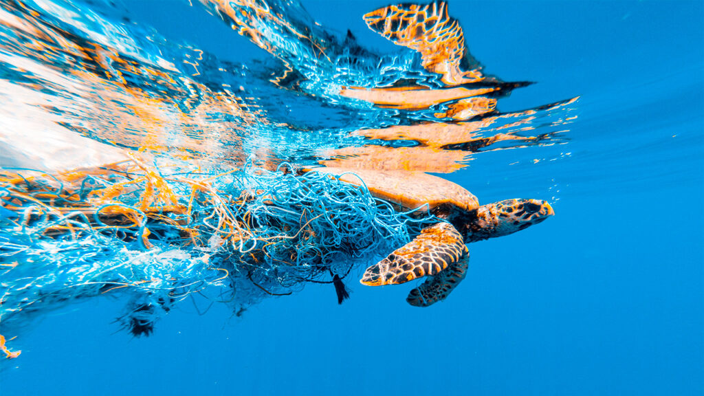 Tortuga atrapada red 1024x576 Tortuga atrapada red 1024x576