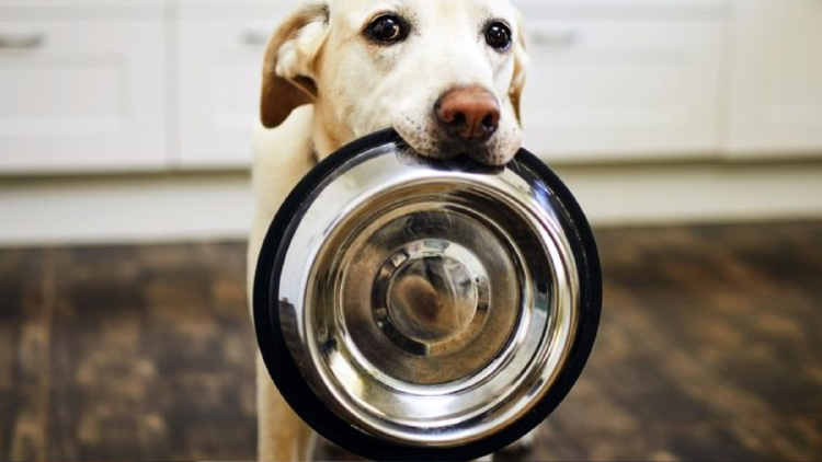 perro con plato Los compañeros peludos pueden deshidratarse con el calor debido a que, al igual que los humanos, pierden líquidos esenciales para su cuerpo cuando se exponen a altas temperaturas (Foto: Pinterest)
