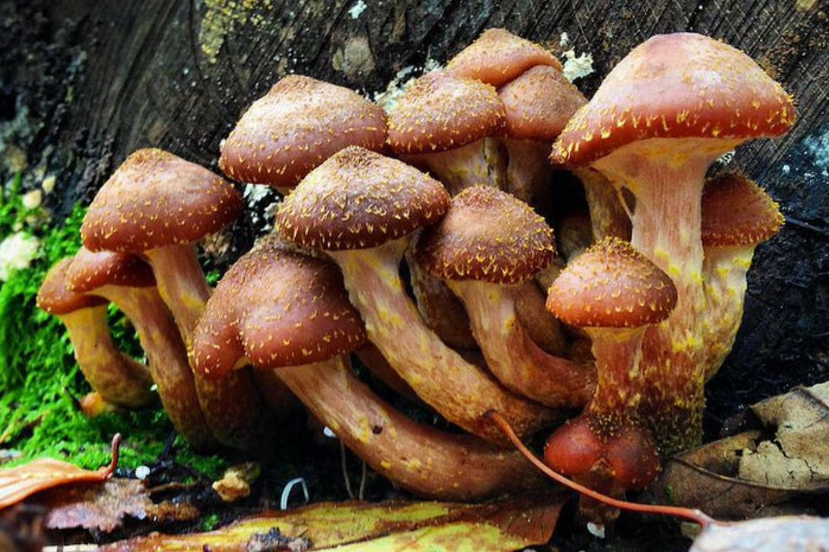 hongo Armillaria ostoyae El hongo Armillaria ostoyae esconde una red viva gigantesca, con el mismo ADN, que logro extenderse a lo largo de 880 hectáreas.