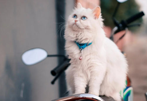 gato persa gato persa