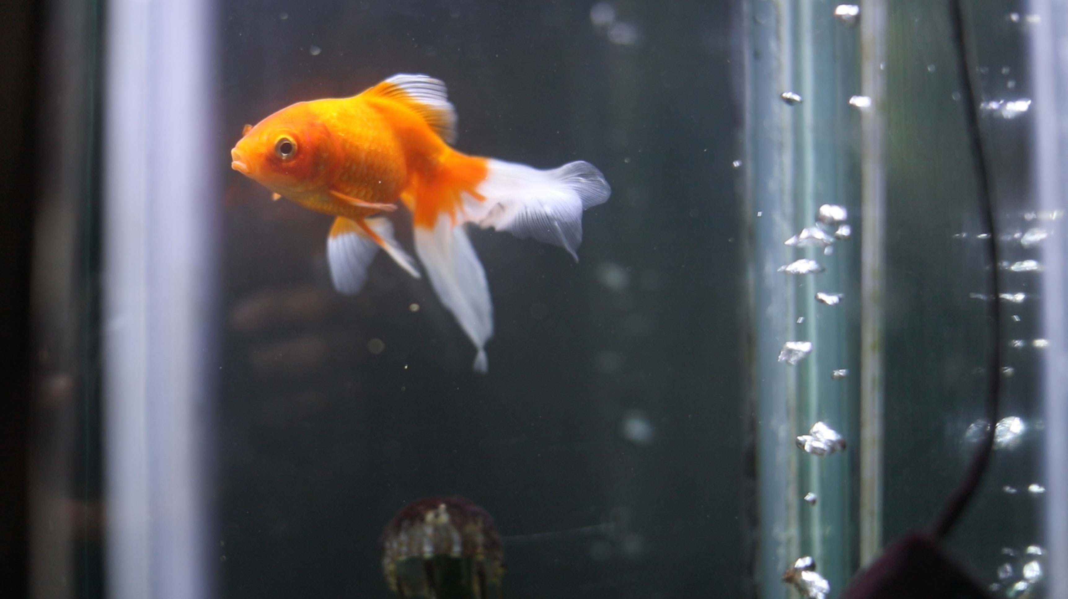 Peces sujetos de derecho/ Santuario Jaulas Vacías / Federico Sordo @fede.sordo