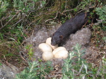 Mink en nido de Caiquen Mink en nido de Caiquen