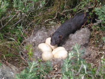 Mink en nido de Caiquen