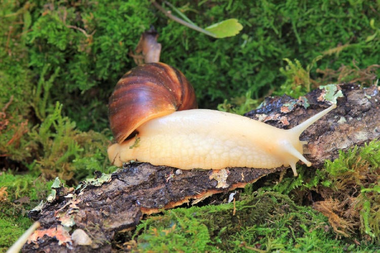 caracol gigante AdobeStock_388066731