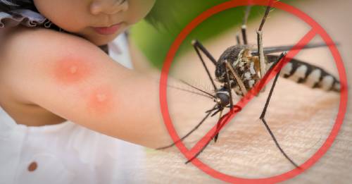 8 formas naturales de alejar a los mosquitos de tu cuerpo