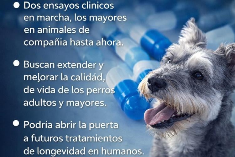 mascotas Imagen: Un avance científico sin precedentes busca que los perros envejezcan de forma más saludable, y abre nuevas preguntas sobre la longevidad y el futuro de la medicina.