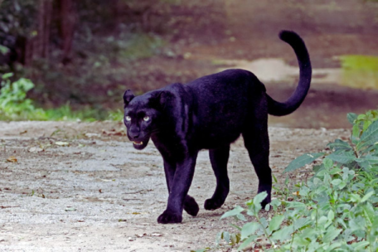 pantera negra Aunque se habla popularmente de una \"pantera negra\", los expertos señalaron que no se trata de una especie específica, sino que lo más probable es que se trate de un leopardo (www.novinite.com)