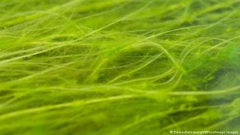 Cultivo de algas