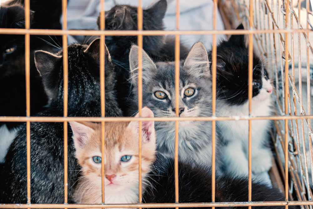 En Francia se prohibió la venta de perros y gatos en tiendas - PlayGround