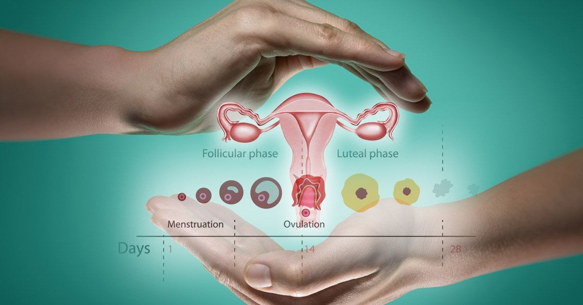 Todo Lo Que Deberías Saber Sobre La Ovulación Y El Ciclo Menstrual Bioguia 2764