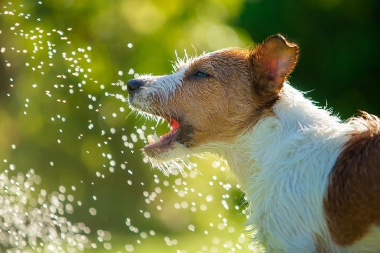 Golpe de calor en perros