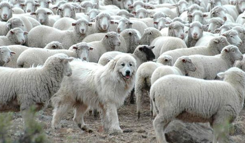 Perro protector y ovejas en Tierra del Fuego