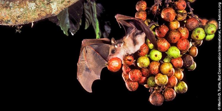 Murciélago y frutas