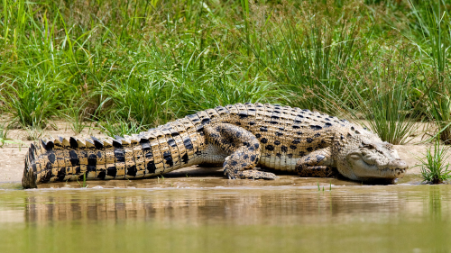 cocodrilo AdobeStock_405165119 cocodrilo AdobeStock_405165119