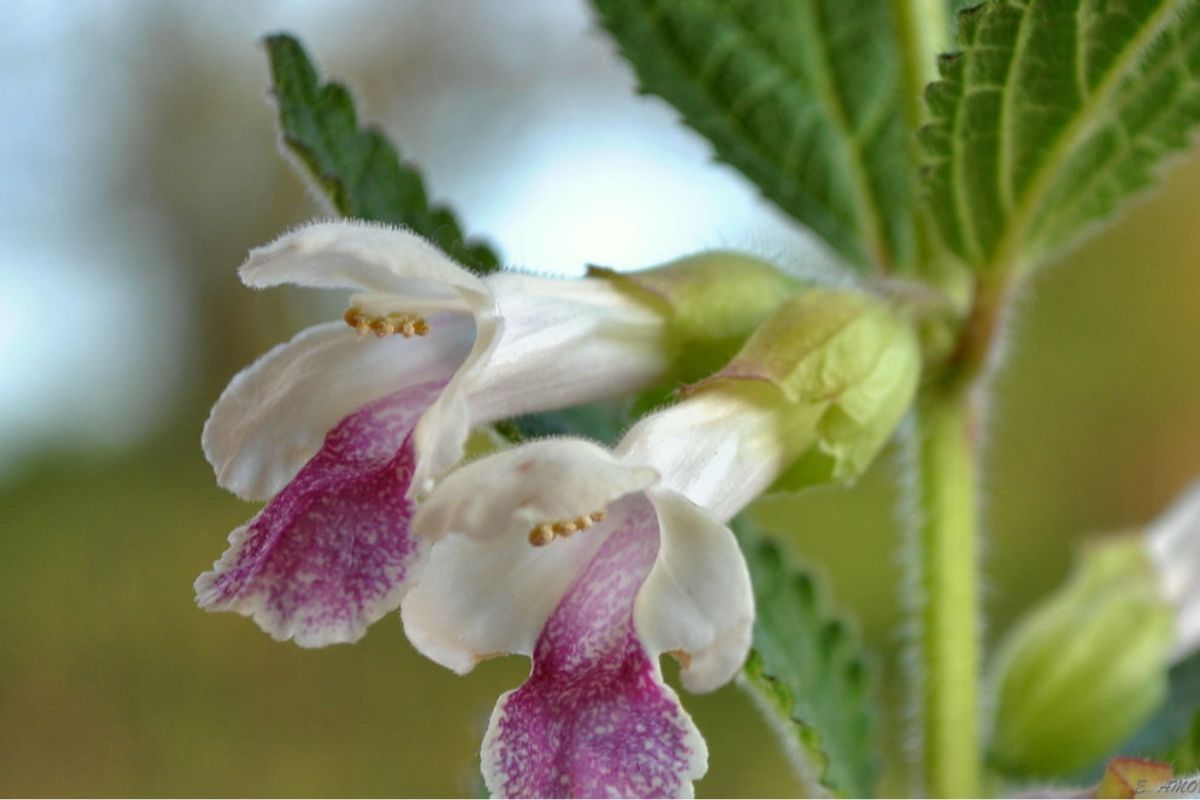 El toronjil celeste es una planta muy apreciada en la medicina natural conocida por sus propiedades relajantes y curativas. (Foto: Pinterest)