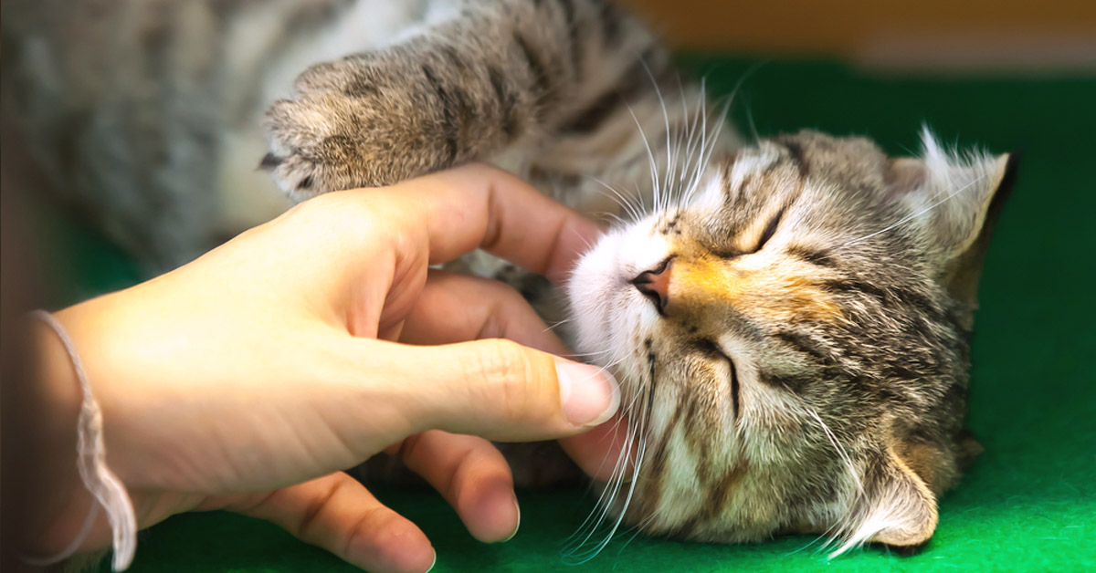 claves acariciar gato segun ciencia claves acariciar gato segun ciencia