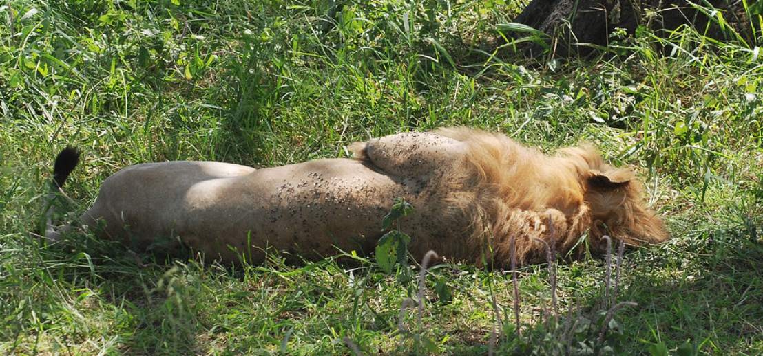 Leones Uganda Leones Uganda