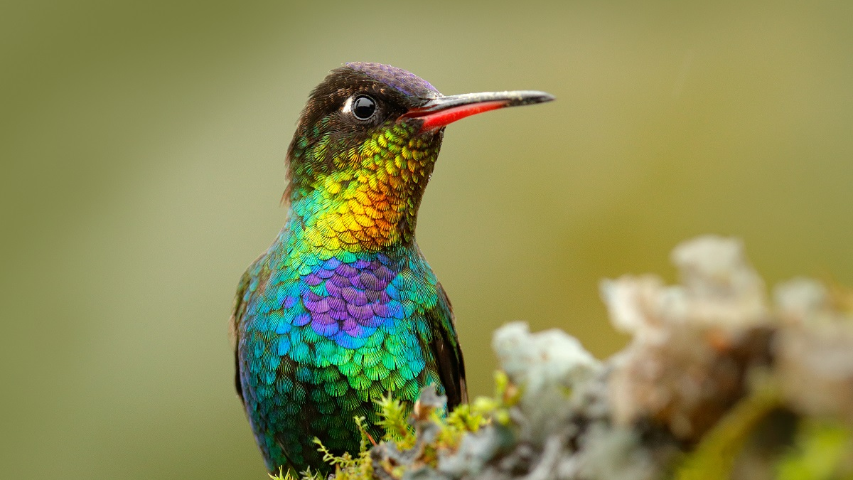 Curiosidades del colibrí