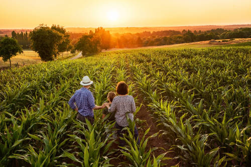 familia cultivos atardecer agricultura ecológica ecoforestación