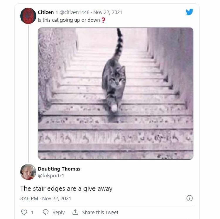 ilusion gato escaleras2