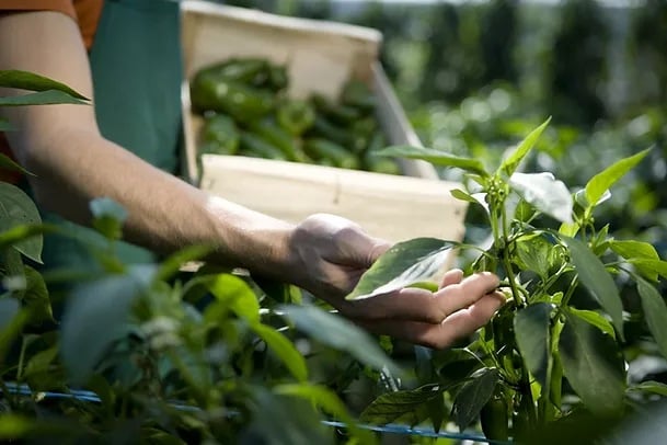 alimentos plant based alimentos plant based