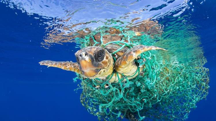 tortuga atrapada en red tortuga atrapada en red