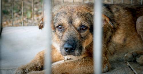 Proponen cambiar frases que naturalizan la crueldad animal. ¿Qué opinas tú?