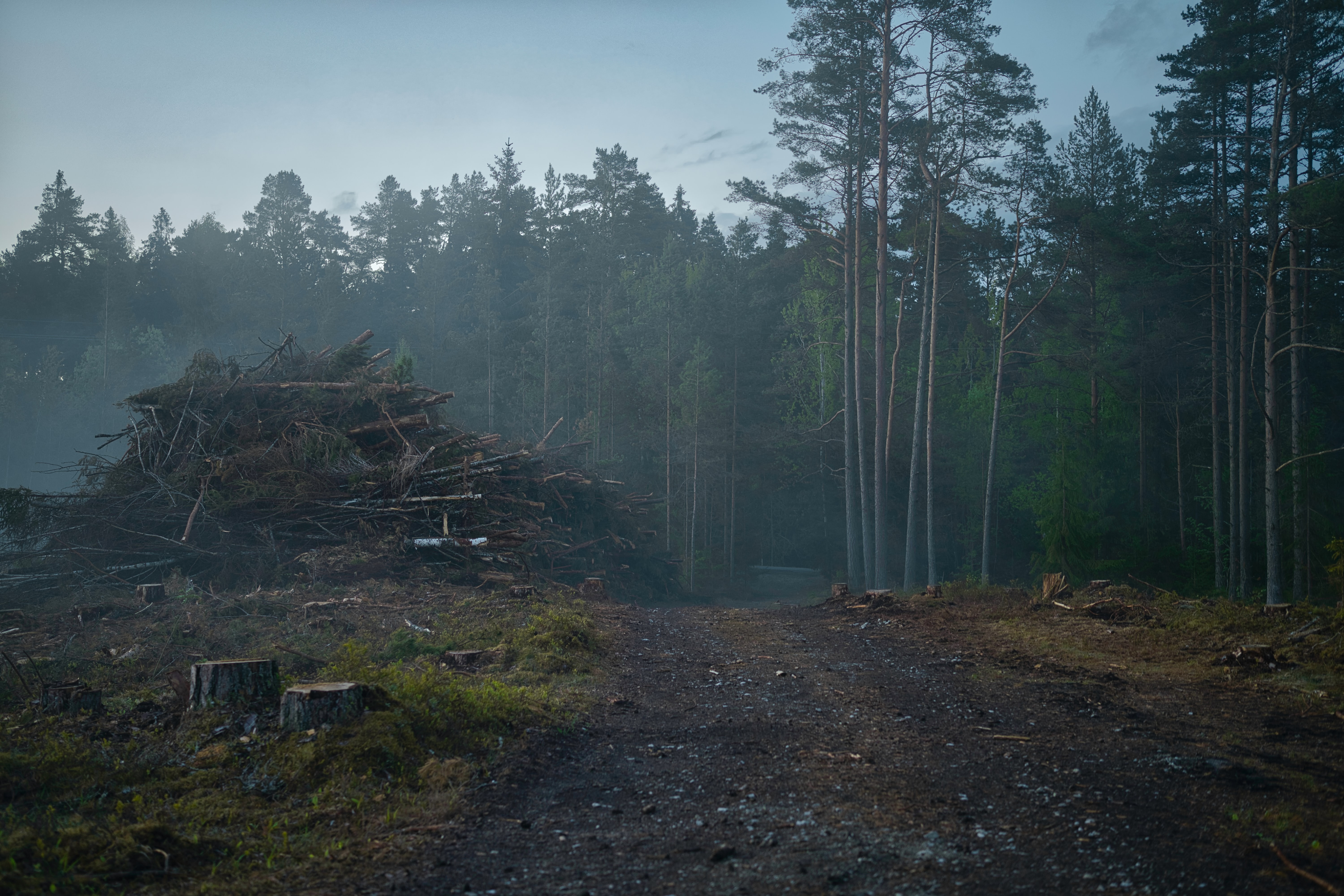 deforestacion deforestacion