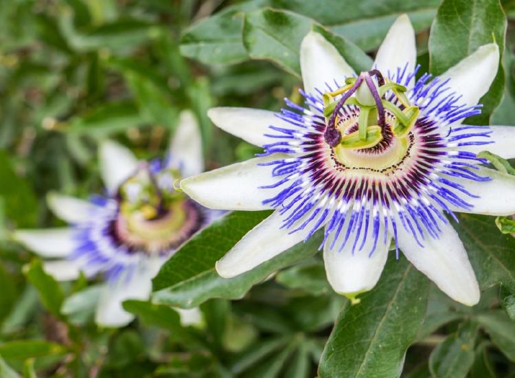 Pasiflora para tratar la abstinencia