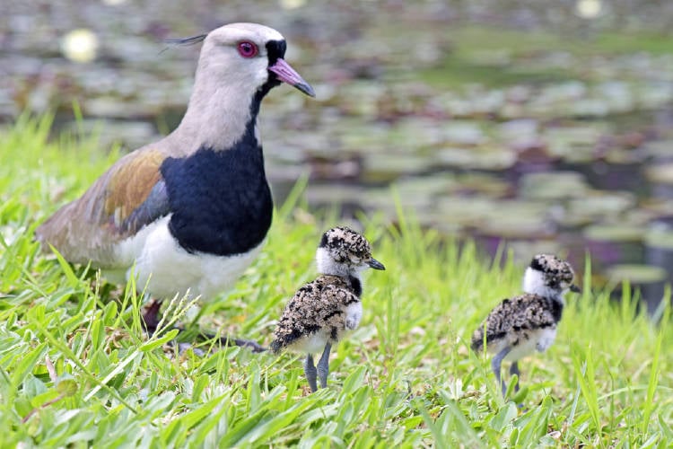 pajaro Vanellus chilensis Un ave de la especie Vanellus chilensis le hace frente a un tractor para proteger su nido