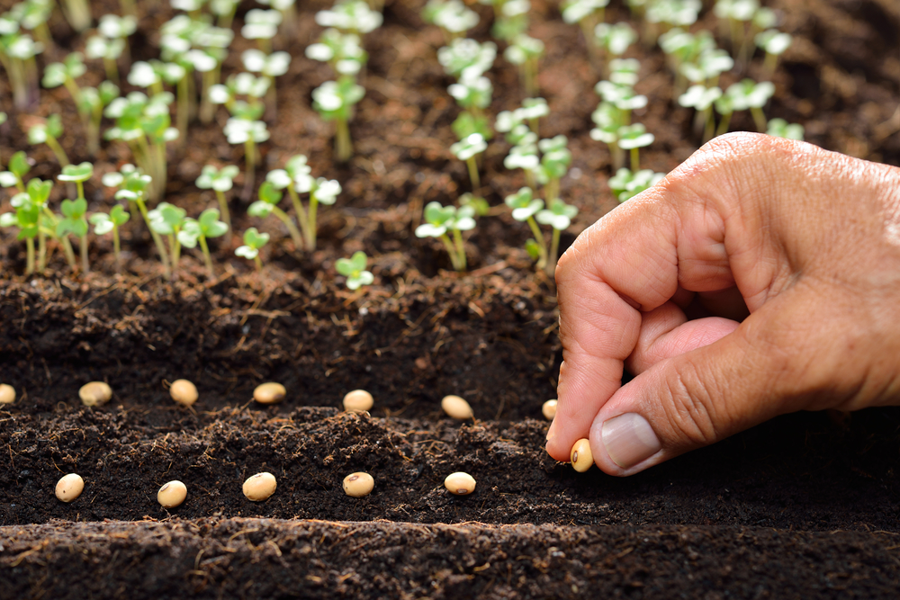 Plantar semillas en la tierra