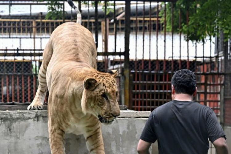 leon Tharnuwarht Plengkemratch, con tres millones de seguidores en TikTok, jugando con su león tigre \"Big George\" detrás de su garaje en Chiang Mai, en el norte de Tailandia, el 11 de julio de 2025© Lillian SUWANRUMPHA