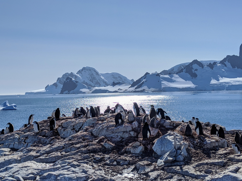 Establecen nuevas zonas de prohibicion de pesca que dan un respiro a la fauna marina antartica