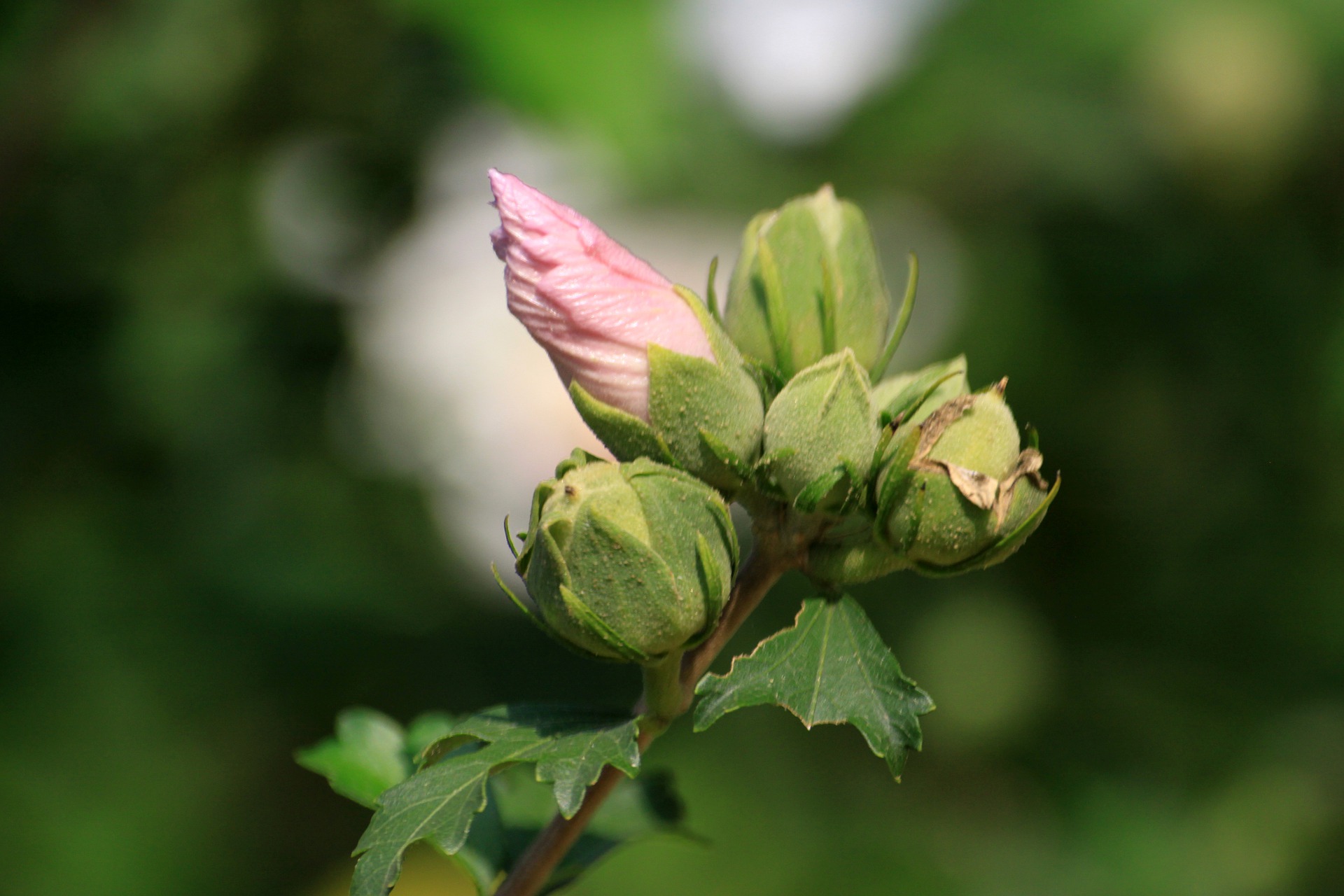 rosa de sarón pimpollo rosa de sarón