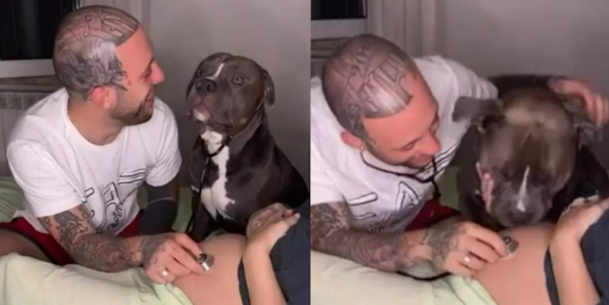 perro estetoscopio perro estetoscopio