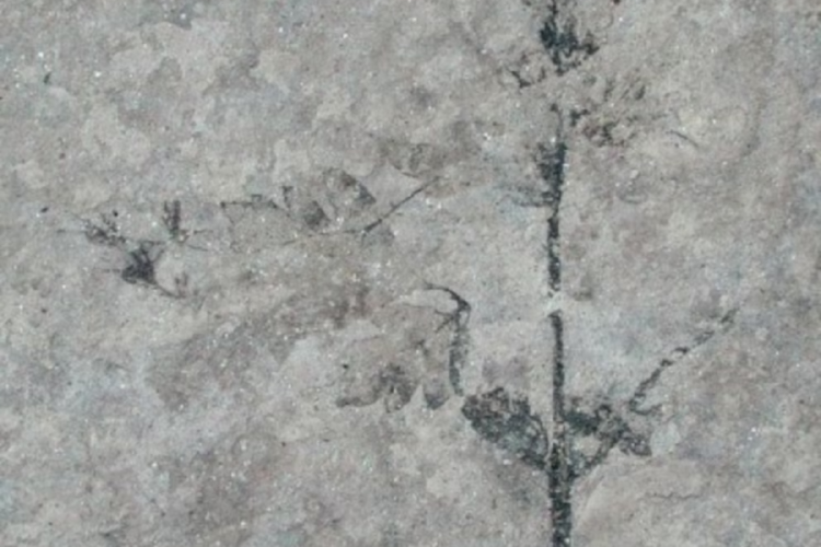 flor El hallazgo permite estudiar en conjunto hojas y flores de una misma flora extinta por encontrarse en la misma capa de sedimento (G. Puebla, M. Prámparo / CONICET)