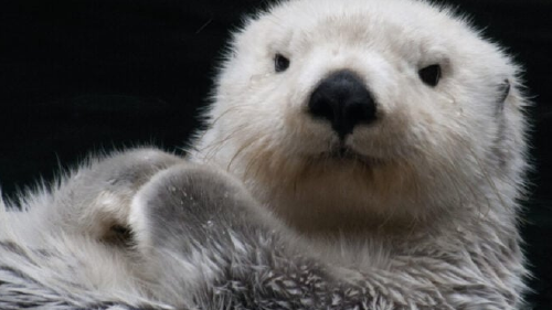 animal Peligro de extinción