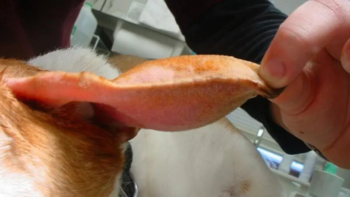 ohotematoma ohotematoma