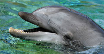 canada prohibe cautiverio ballenas delfines marsopas