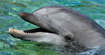 canada prohibe cautiverio ballenas delfines marsopas canada prohibe cautiverio ballenas delfines marsopas