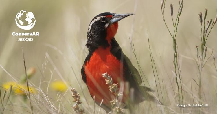 Aves argentinas