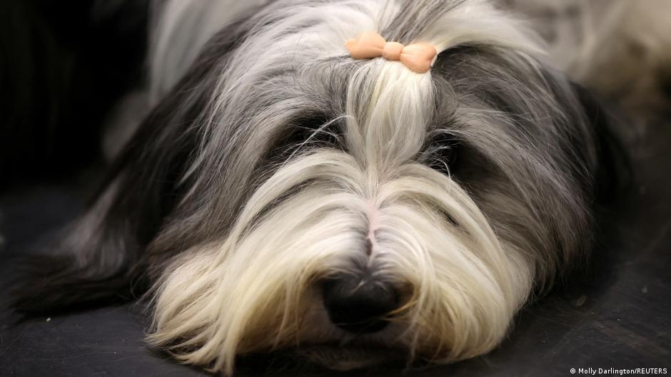 perro genes el mejor amigo del hombre Perro descansa durante un desfile canino en Reino Unido