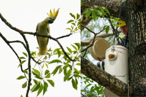 nidos artificiales El diseñador de hábitats urbanos para animales Harry Wong instala una caja nido artificial en un árbol del Victoria Park de Hong Kong, el 28 de julio de 2025© YAN ZHAO