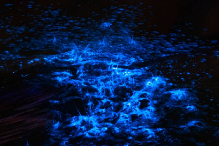 bioluminiscencia