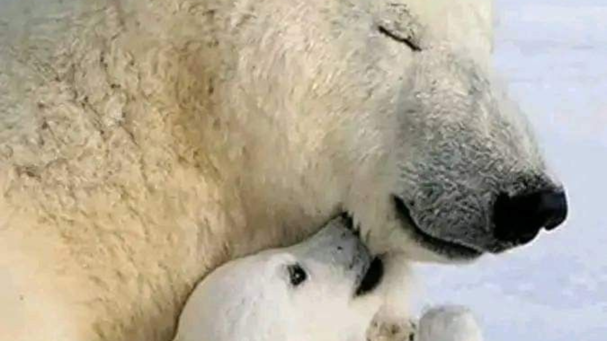 oso polar Día Internacional del Oso Polar: ¿Por qué es tan importante?Día Internacional del Oso Polar: ¿Por qué es tan importante?. Foto Pinterest