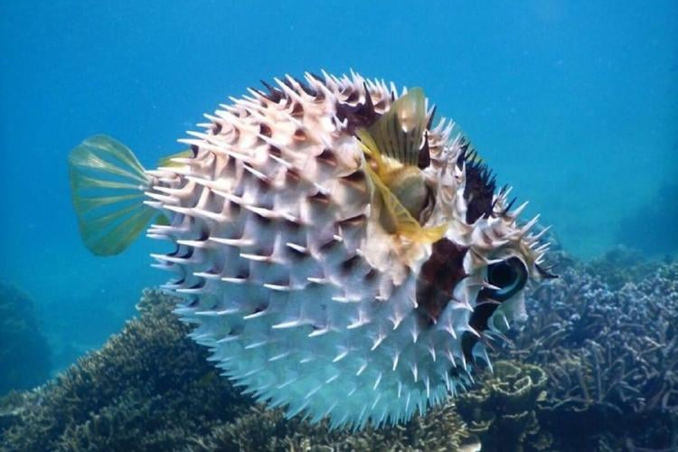 pez globo El pez globo pertenece a la familia Tetraodontidae, un grupo de peces conocido por su mecanismo de defensa único basado en dos estrategias evolutivas complementarias: expansión corporal y toxinas neuroactivas. (Imagen: Pinterest)