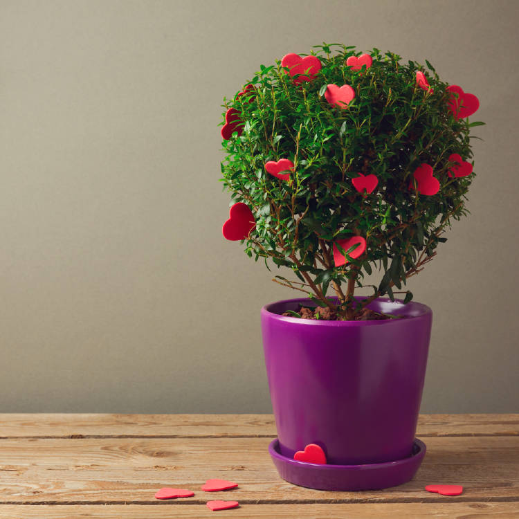 planta corazones planta corazones