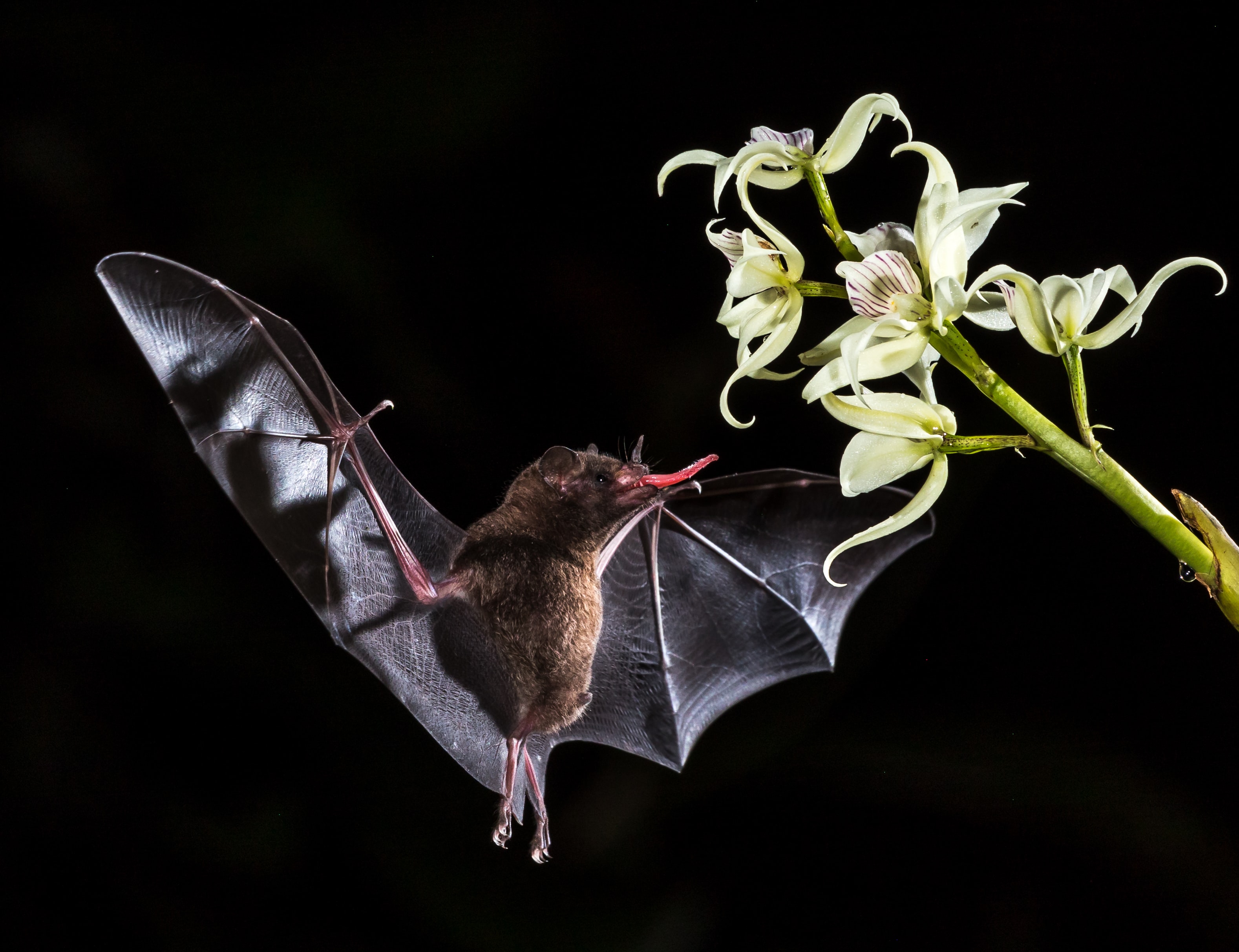 Murciélago bebiendo néctar de una flor nocturna.