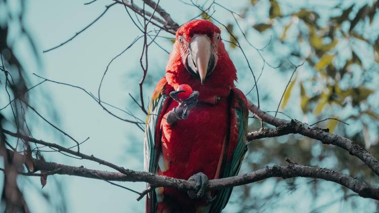 Noe Jauregui Fundación Temaikèn 2022 06_ Guacamayos rojos liberación Corrientes (1)