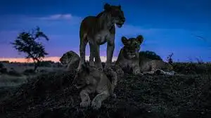 La serie recibió elogios por su capacidad para presentar la naturaleza de una manera inédita y fascinante.